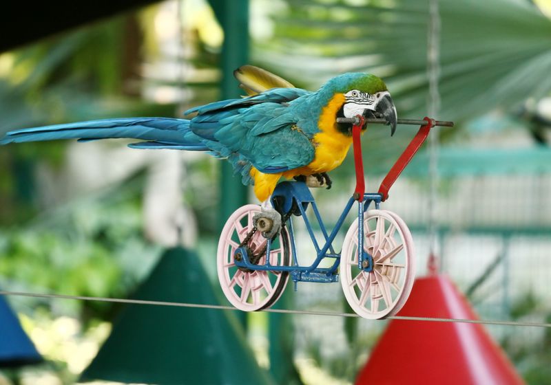 Creek Park Exotic Bird Show