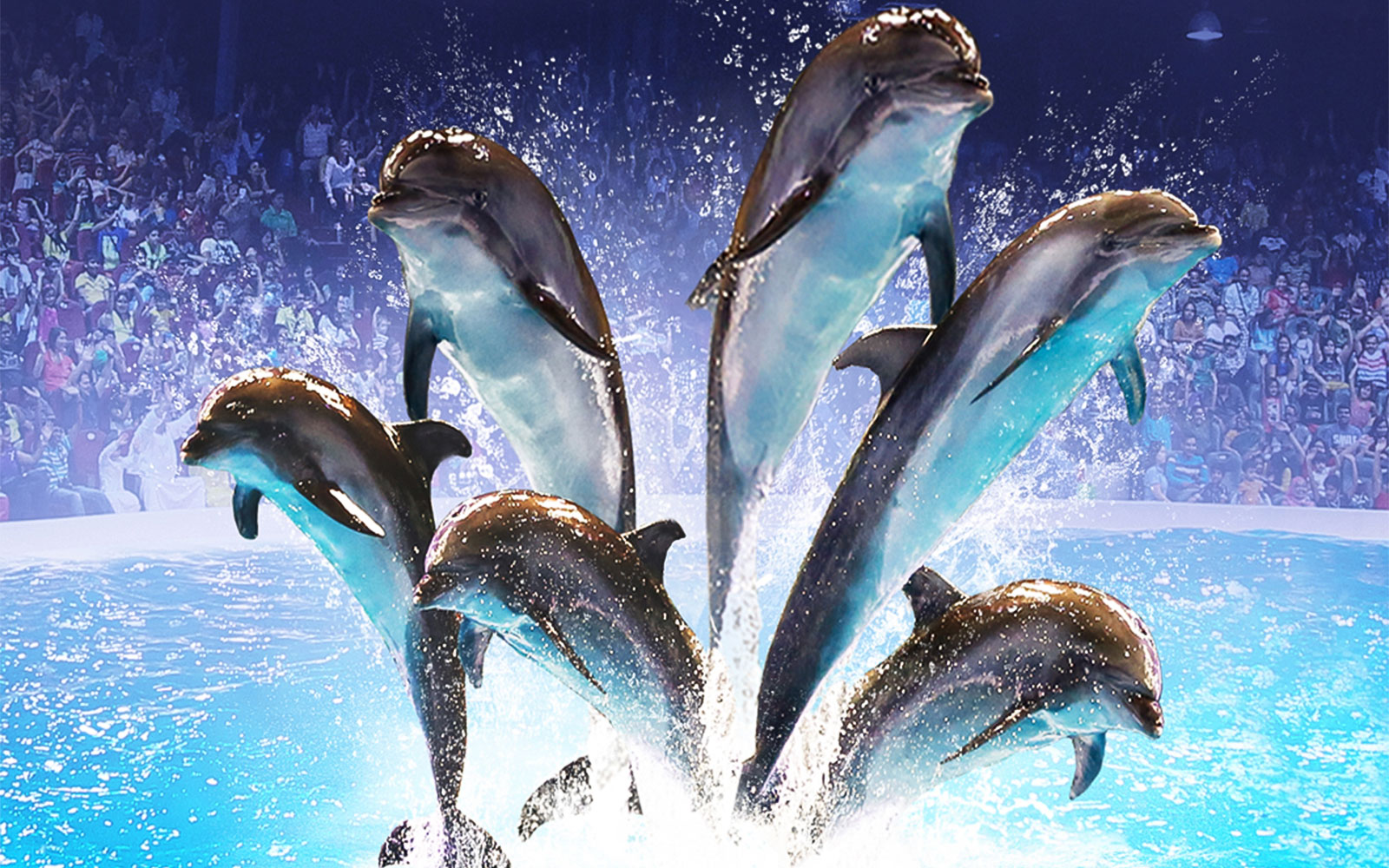 Dubai Dolphinarium VIP Ticket 